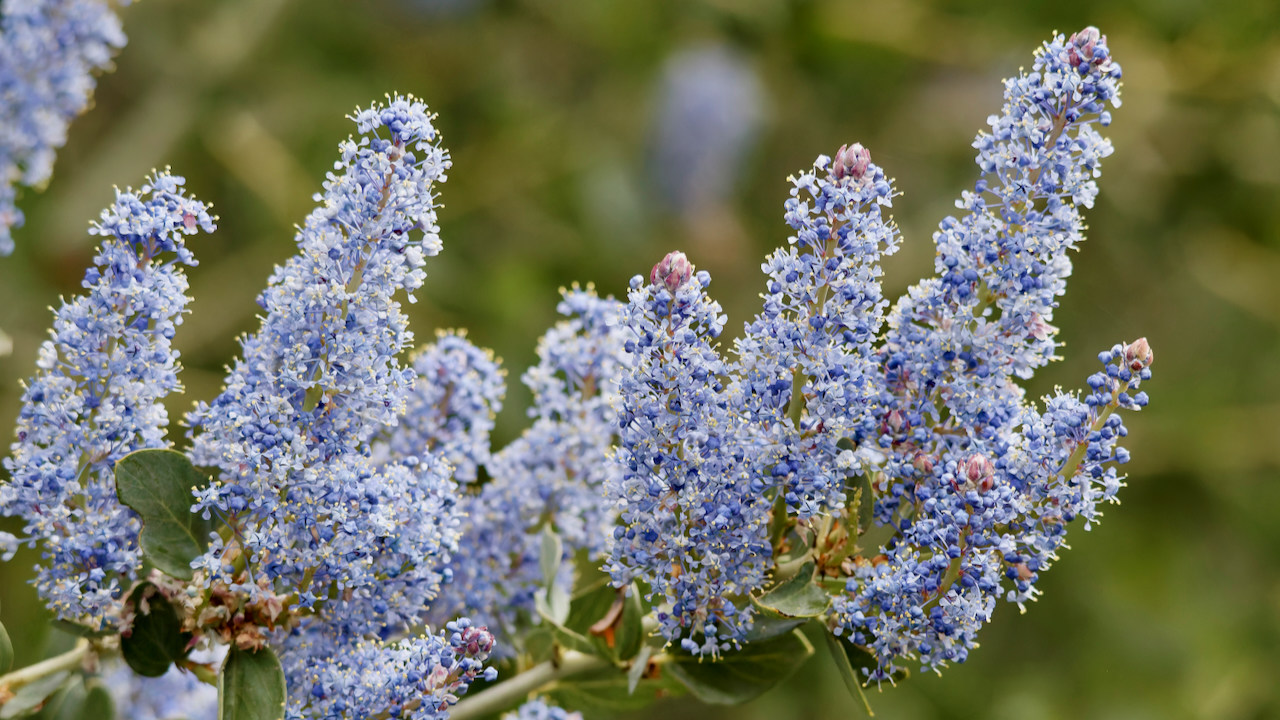 Chaparral whitethorn