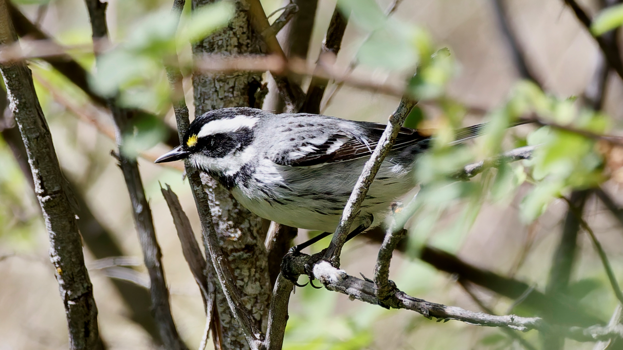 Black-throated Gray Warbler