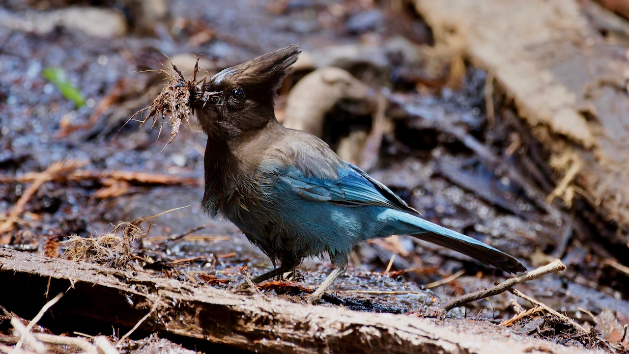 Steller’s Jay