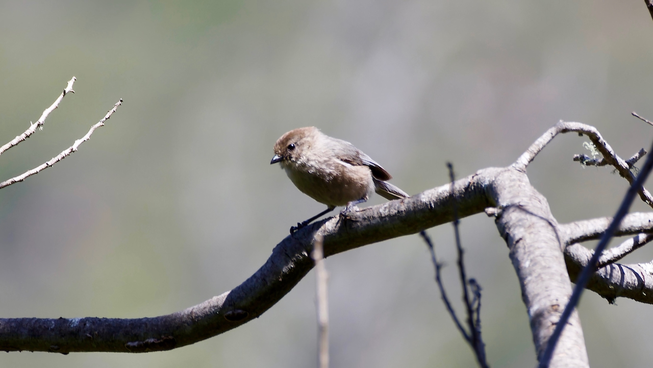 Bushtit