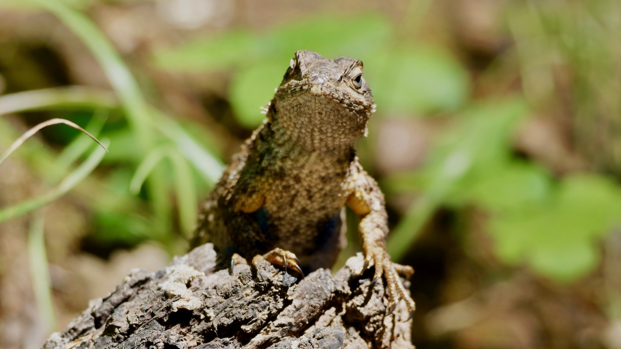 Western fence lizard
