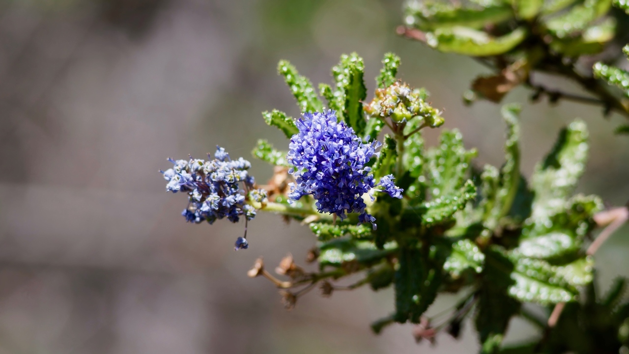 Santa Barbara ceanothus
