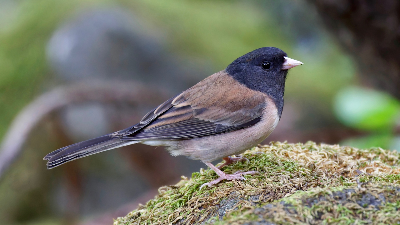 Dark-eyed Junco