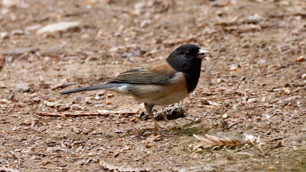 Dark-eyed Junco