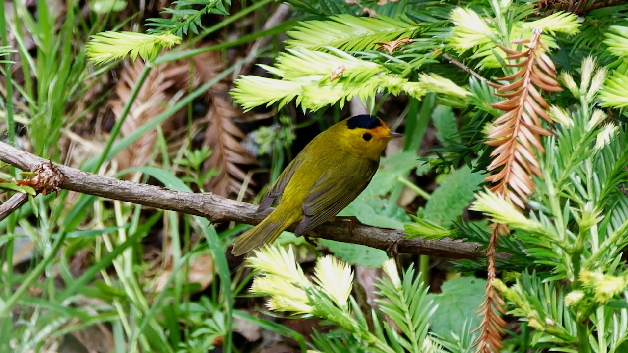 Wilson’s Warbler