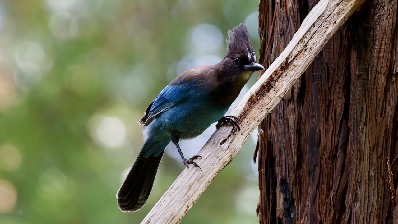 Steller’s Jay