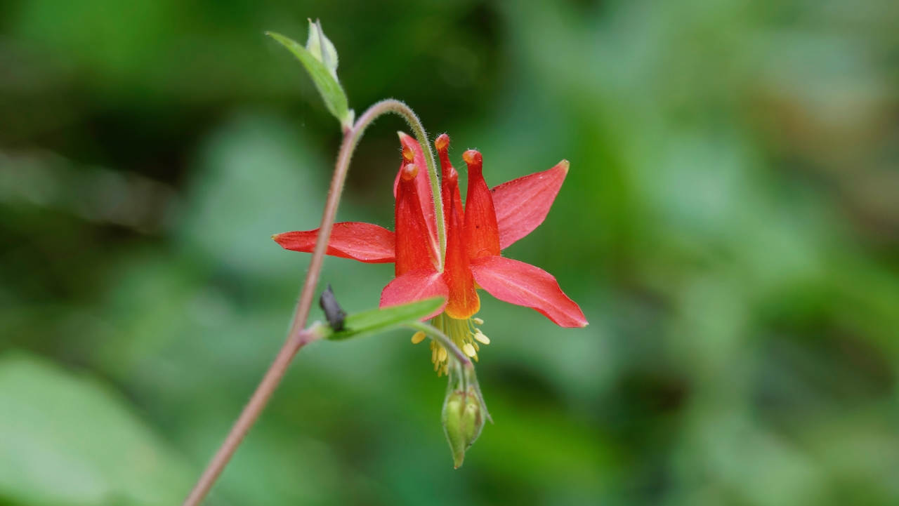 Wild Columbine