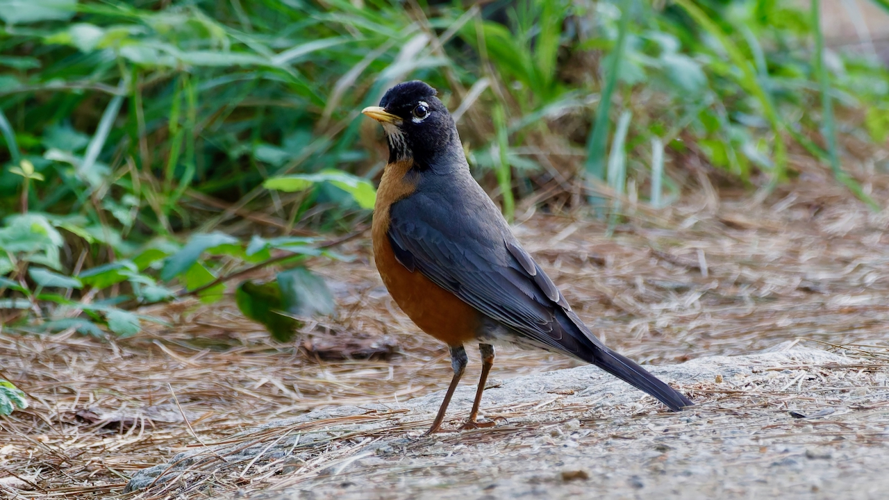 American Robin