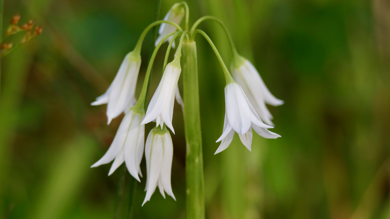 Three-cornered Leek