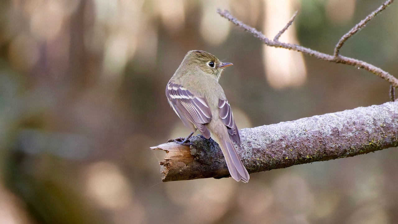 Western Flycatcher