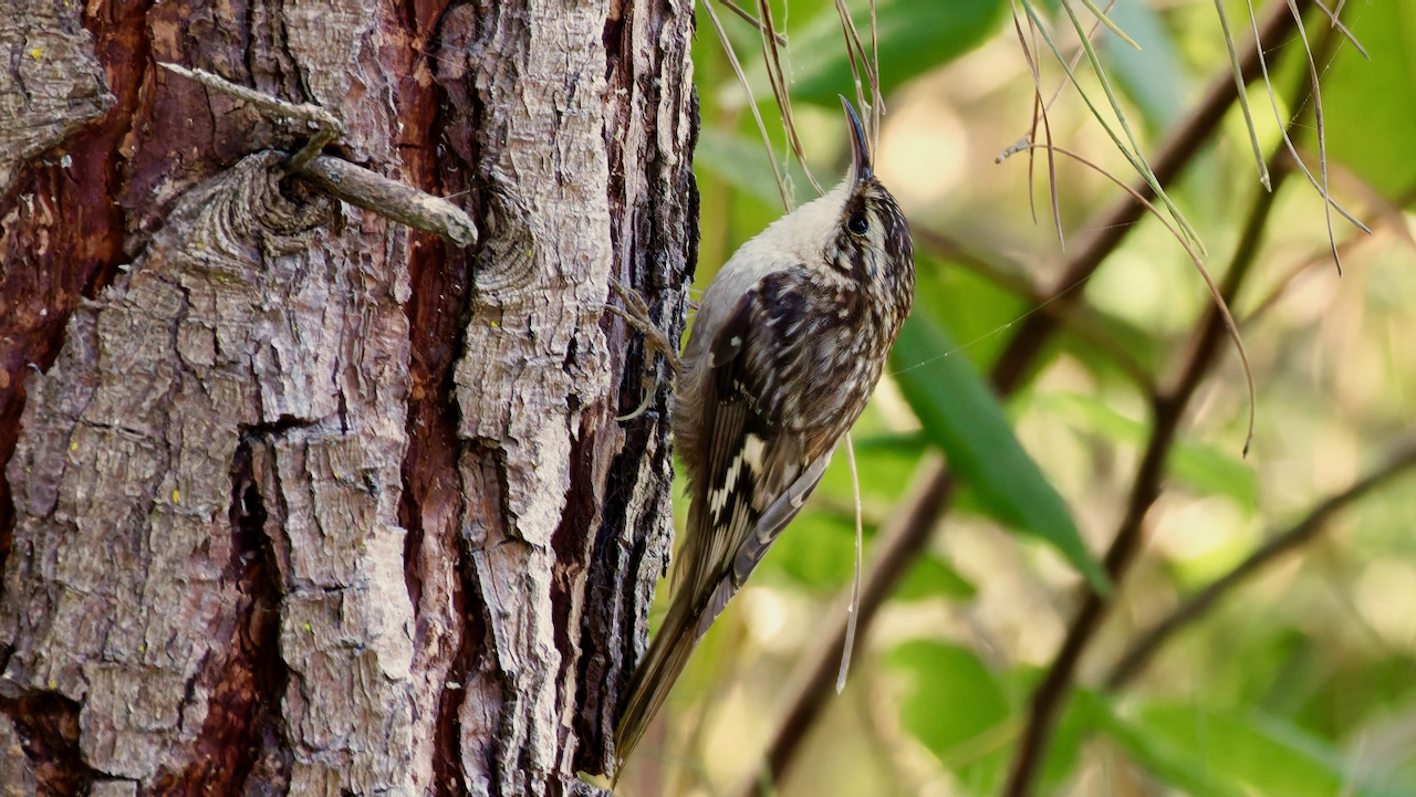 Brown Creeper