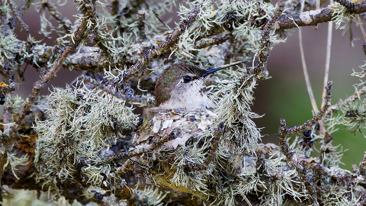 Anna’s Hummingbird