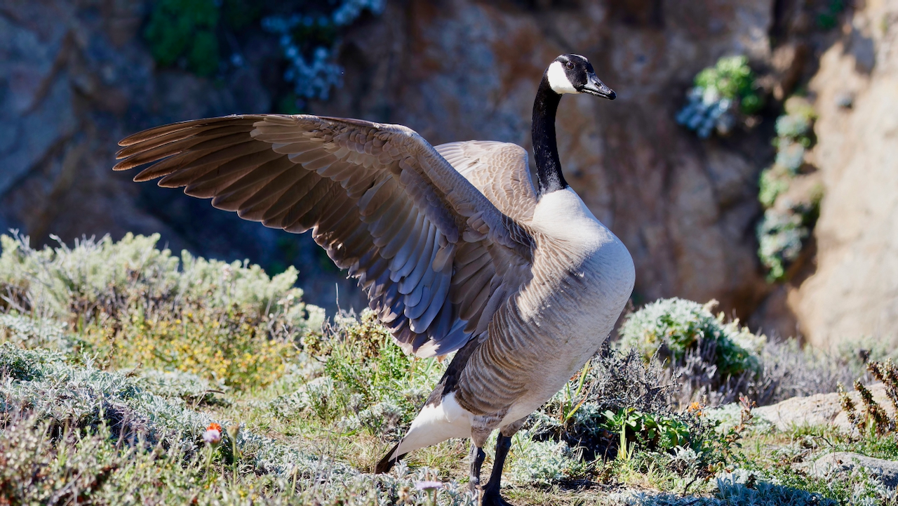 Canada Goose