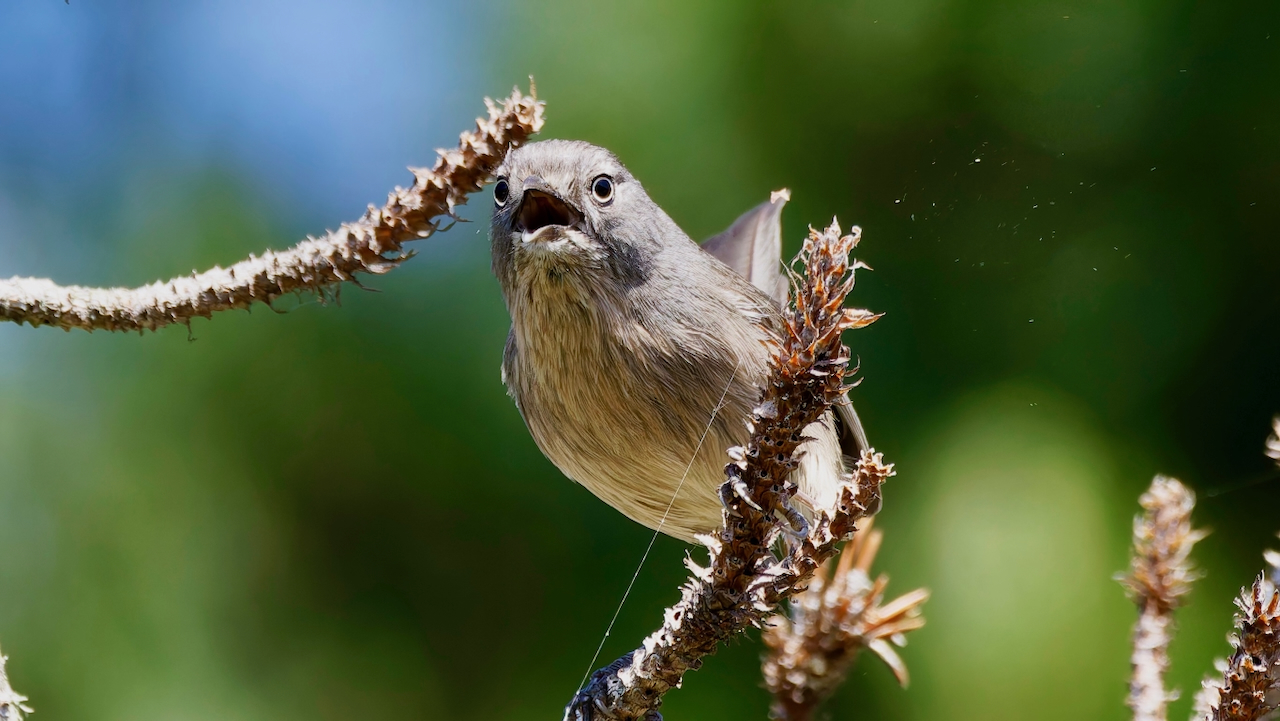 Wrentit