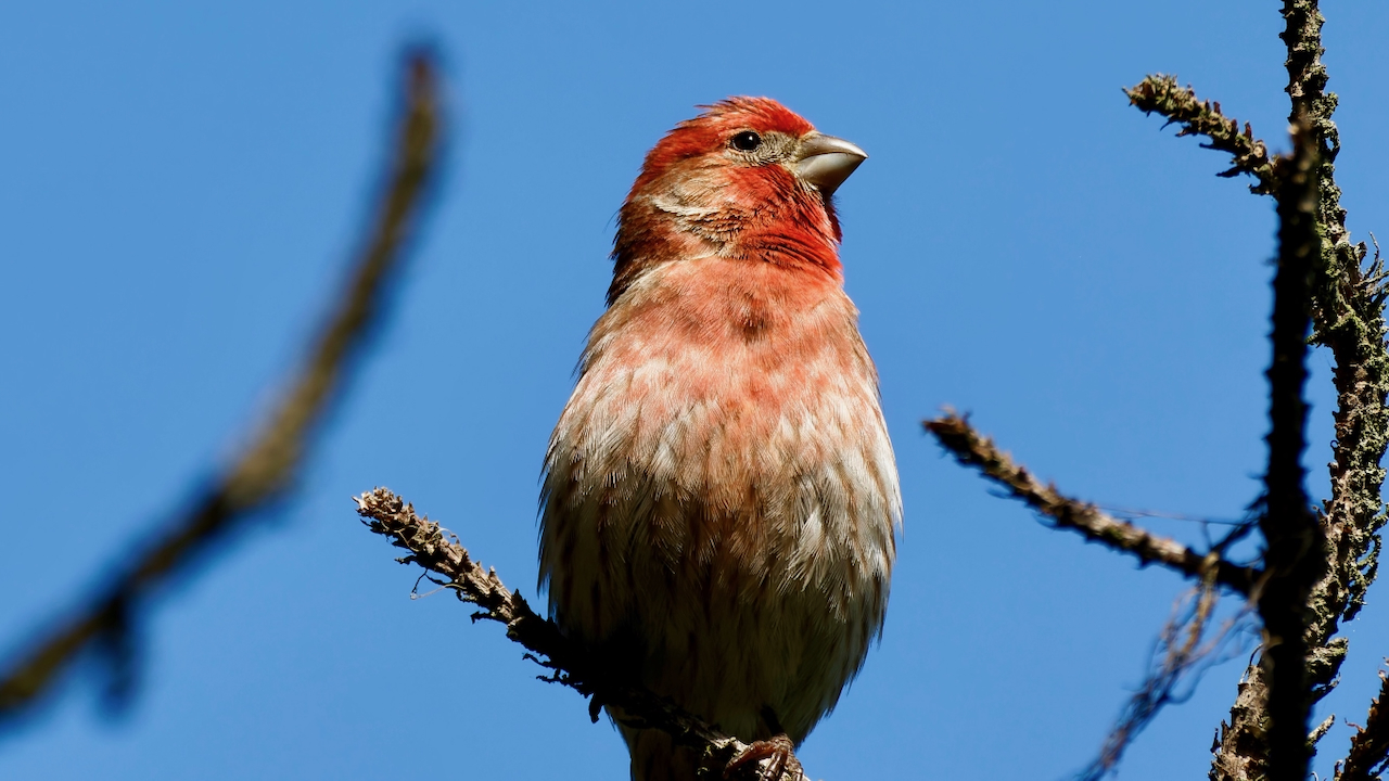 House Finch