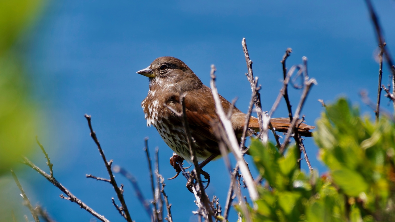 Fox Sparrow