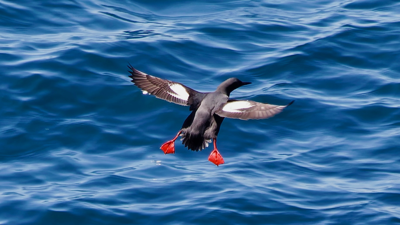 Pigeon Guillemot