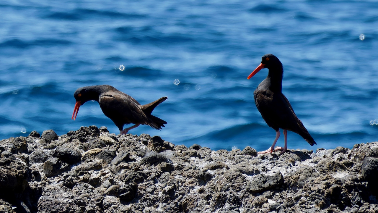 Black Oystercatchers