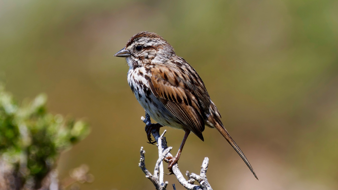 Song Sparrow