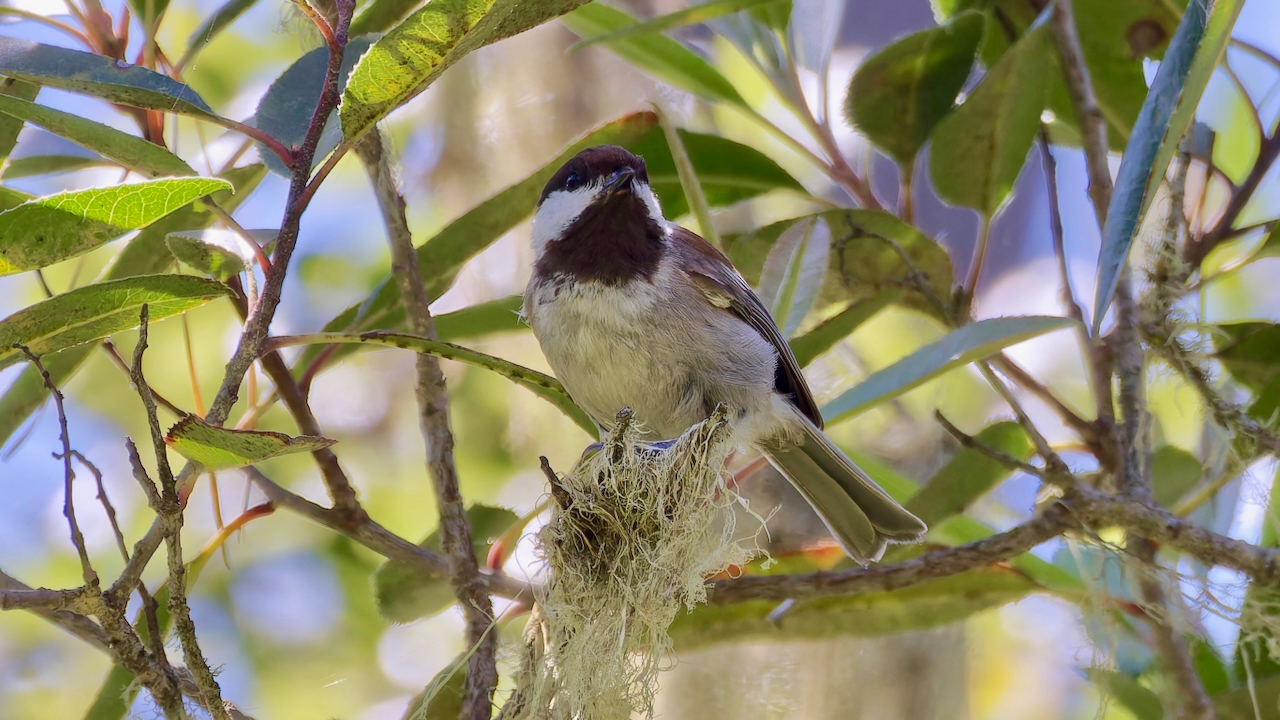 Chestnut-backed Chickadee