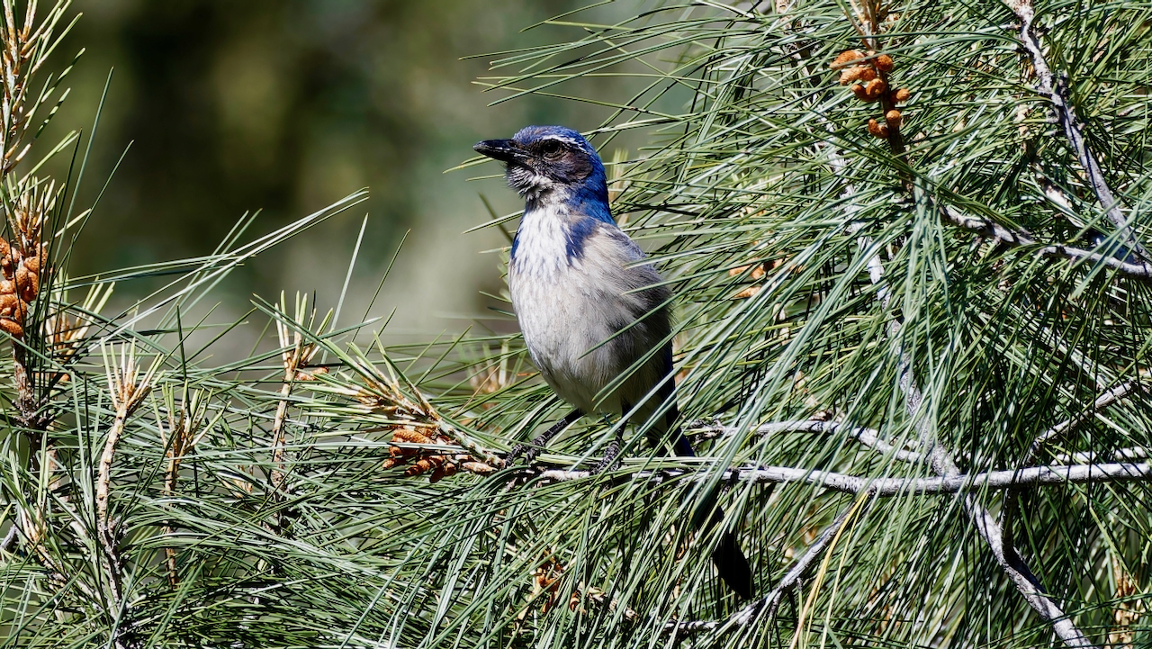 California Scrub-Jay