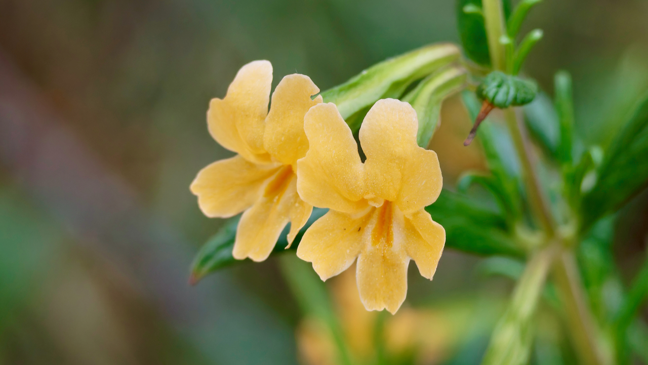 Bush monkey-flower