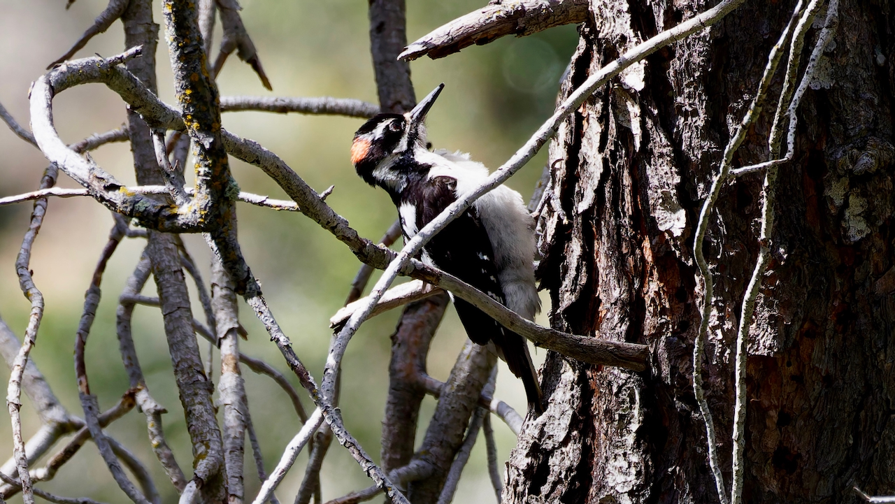 Hairy Woodpecker