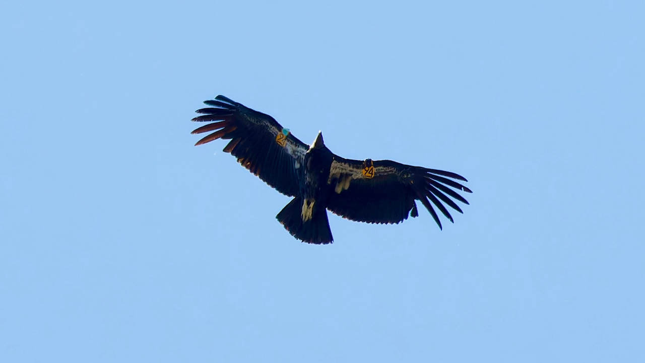 California Condor
