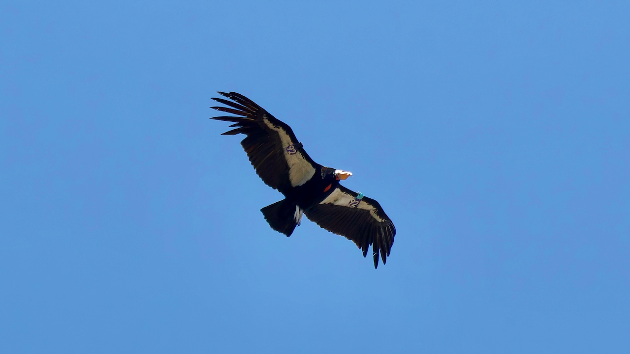 California Condor