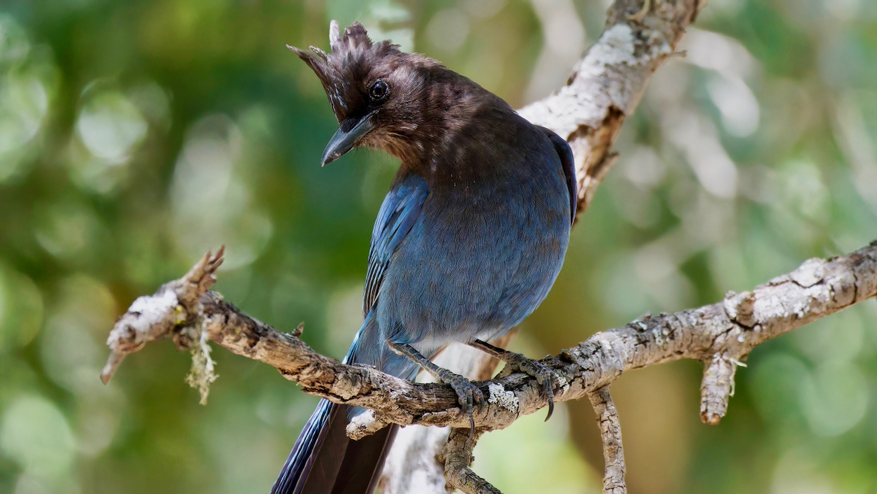 Steller’s Jay