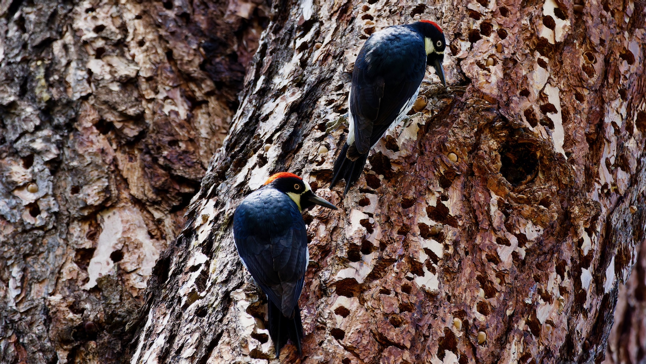 Acorn Woodpeckers