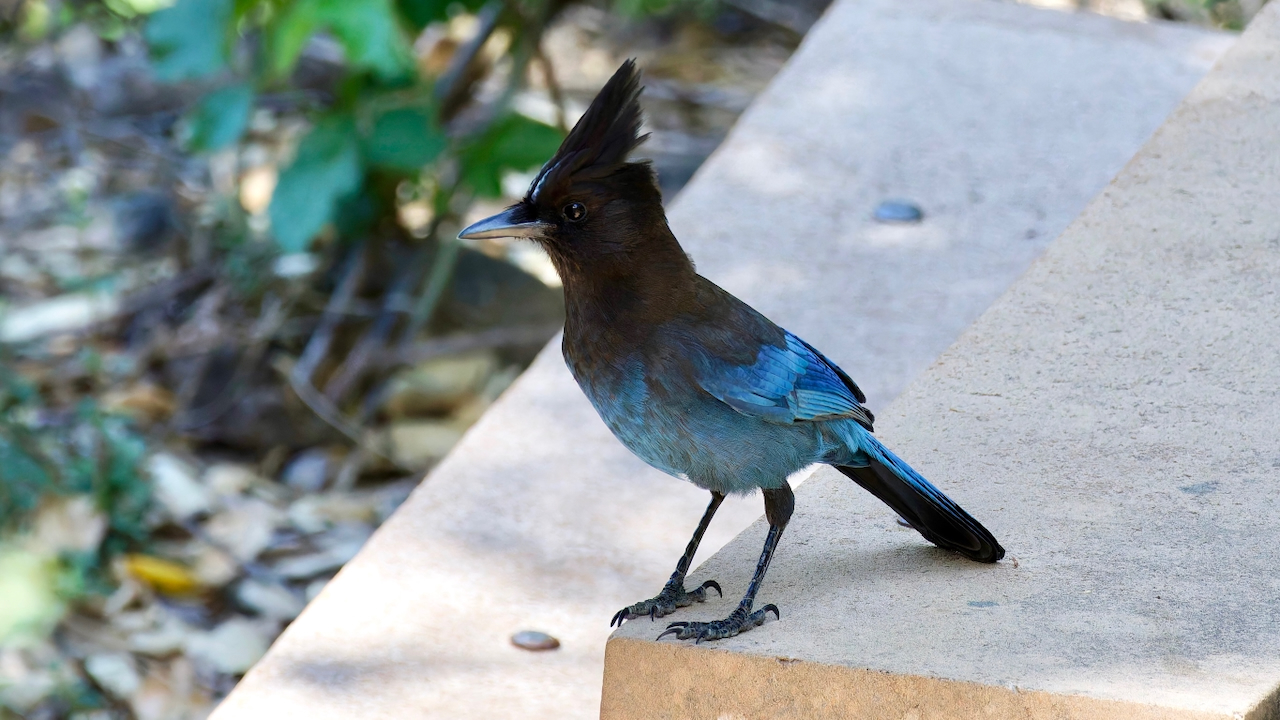Steller’s Jay