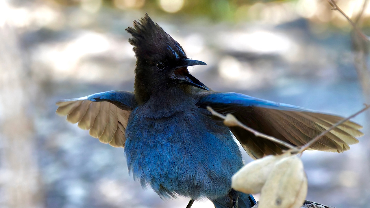 Steller’s Jay