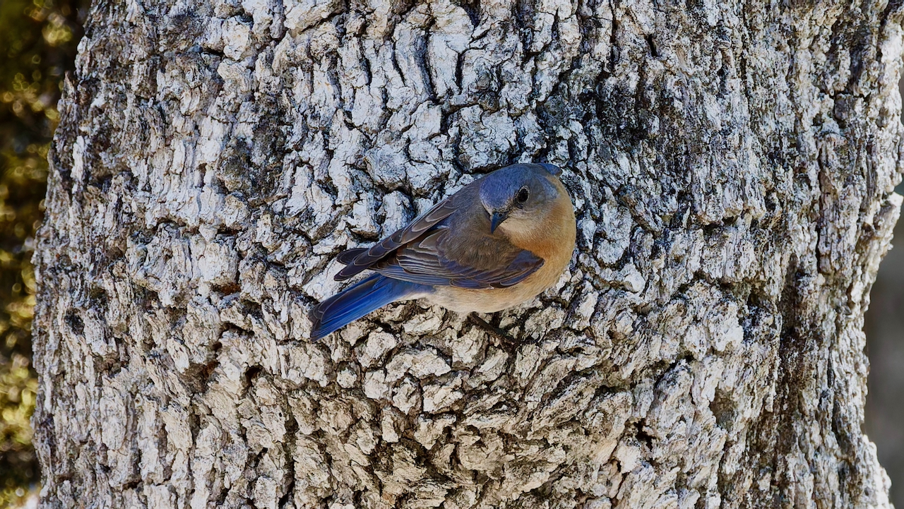 Western Bluebird