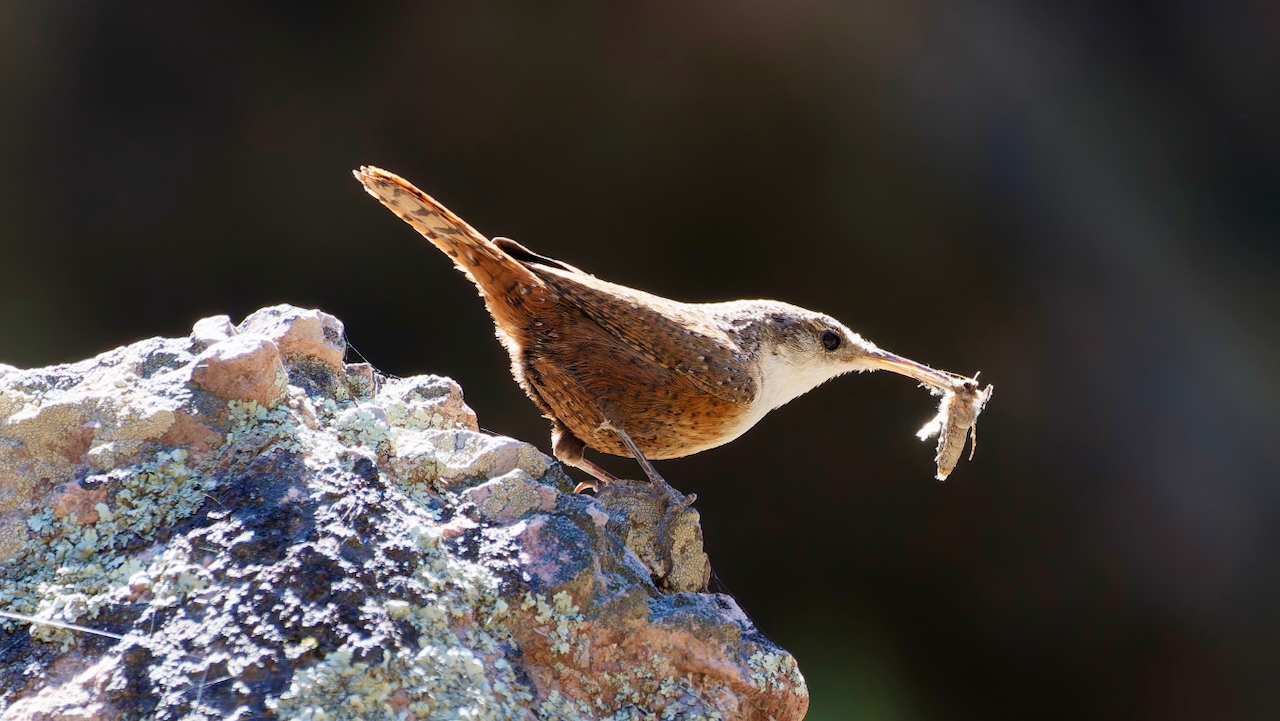 Canyon Wren