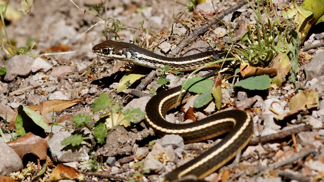 California Whipsnake