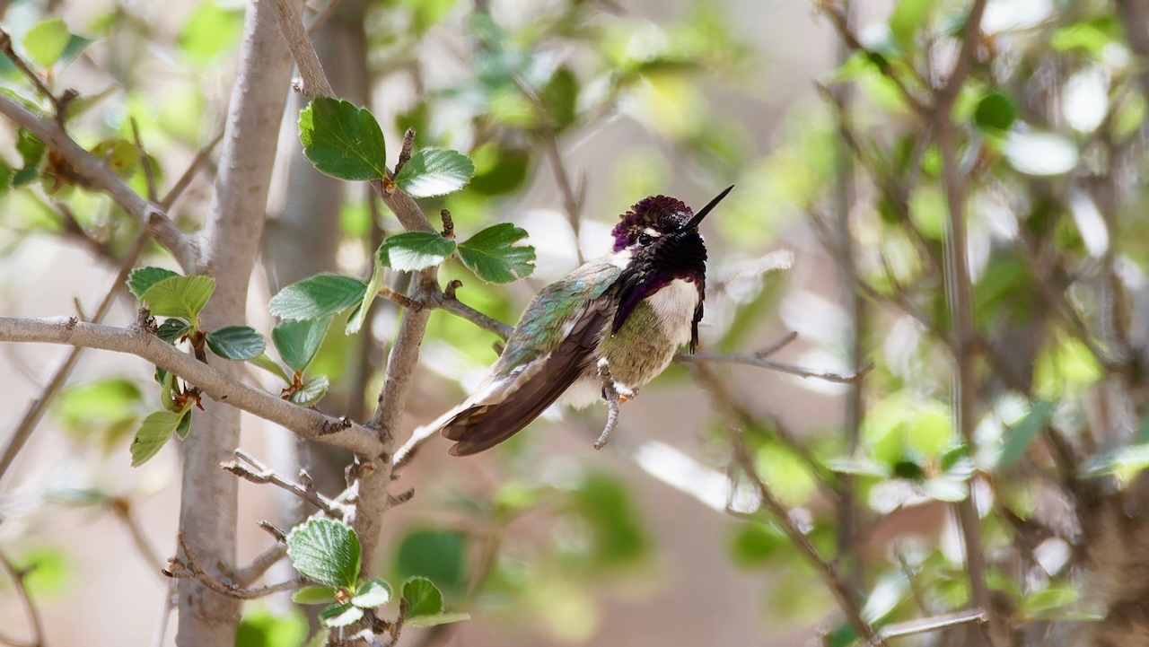 Costa’s Hummingbird