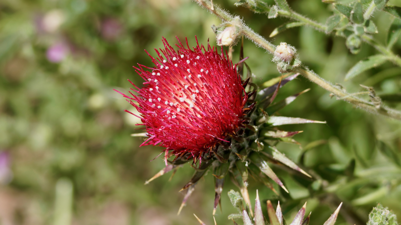 Western thistle