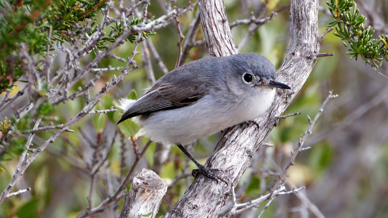 Blue-gray Gnatcatcher