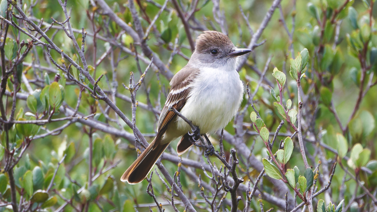 Ash-throated Flycatcher