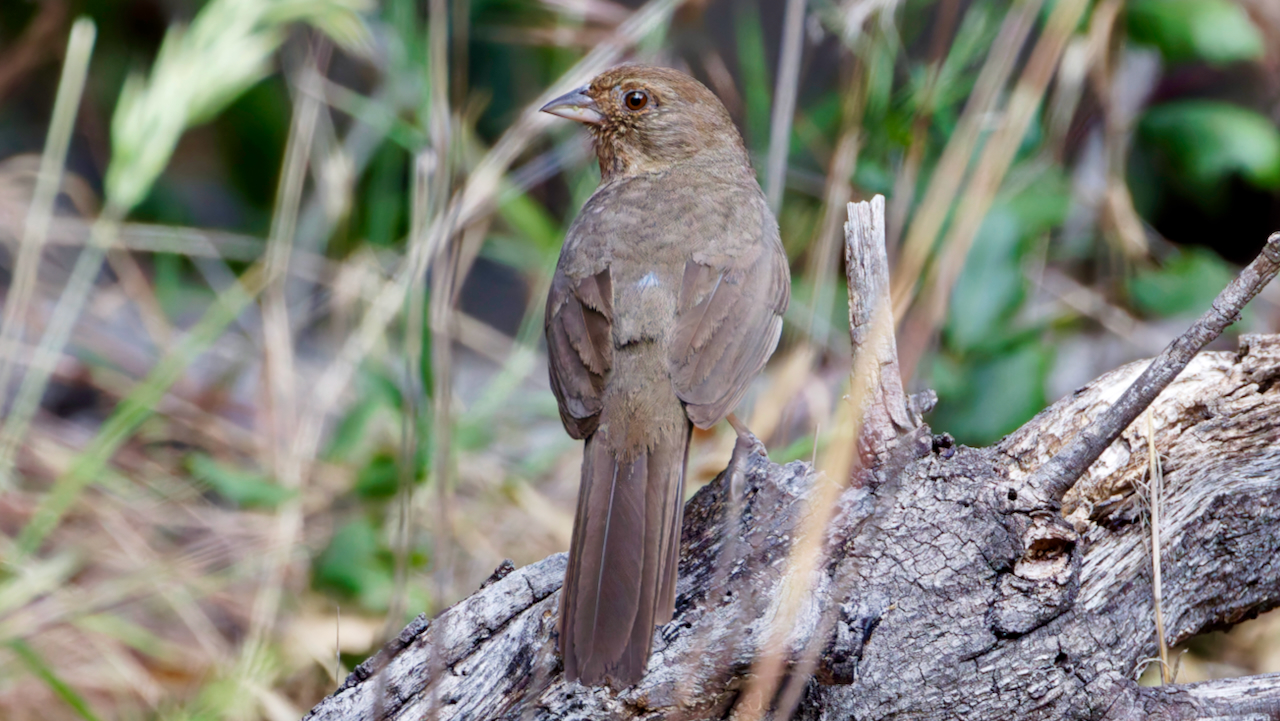 California Towhee