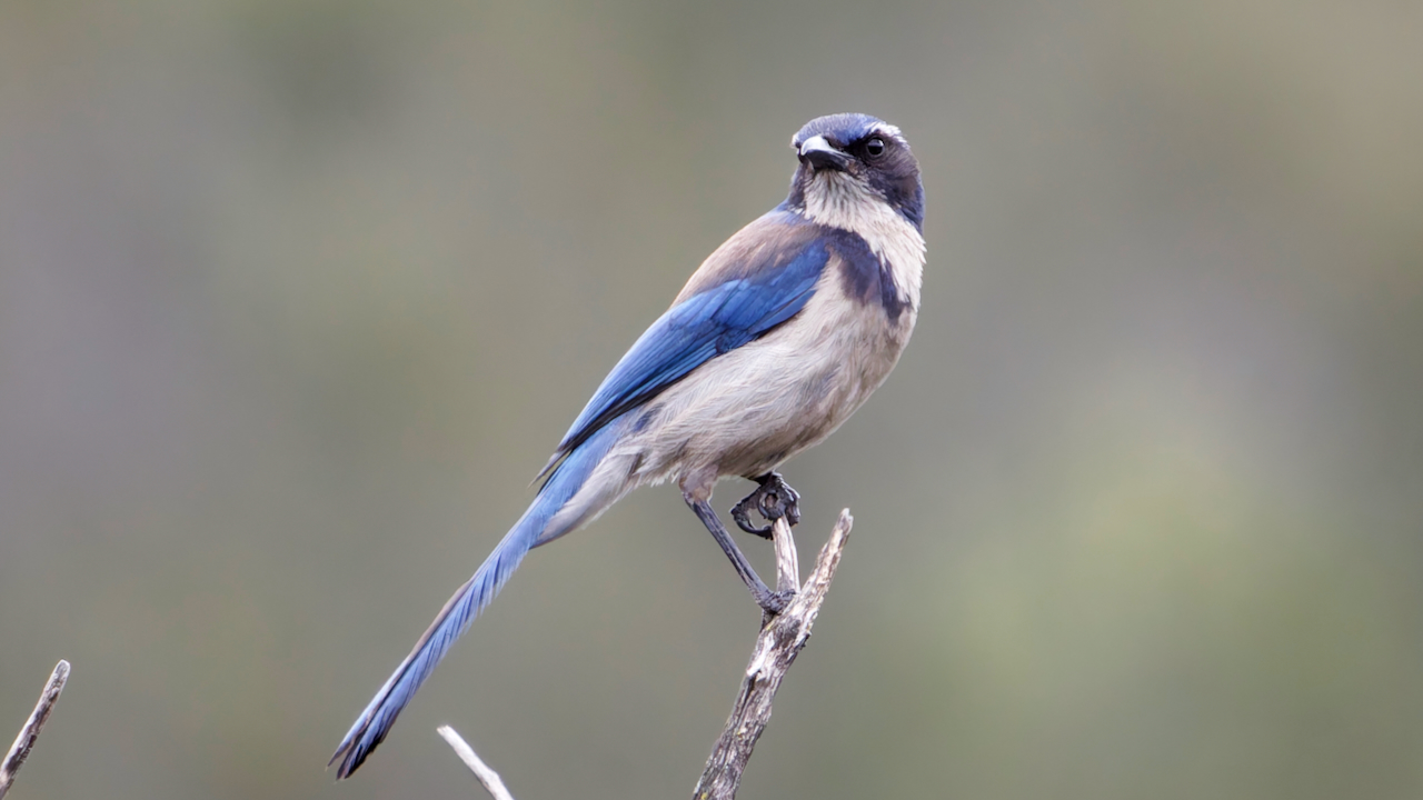 California Scrub-jay