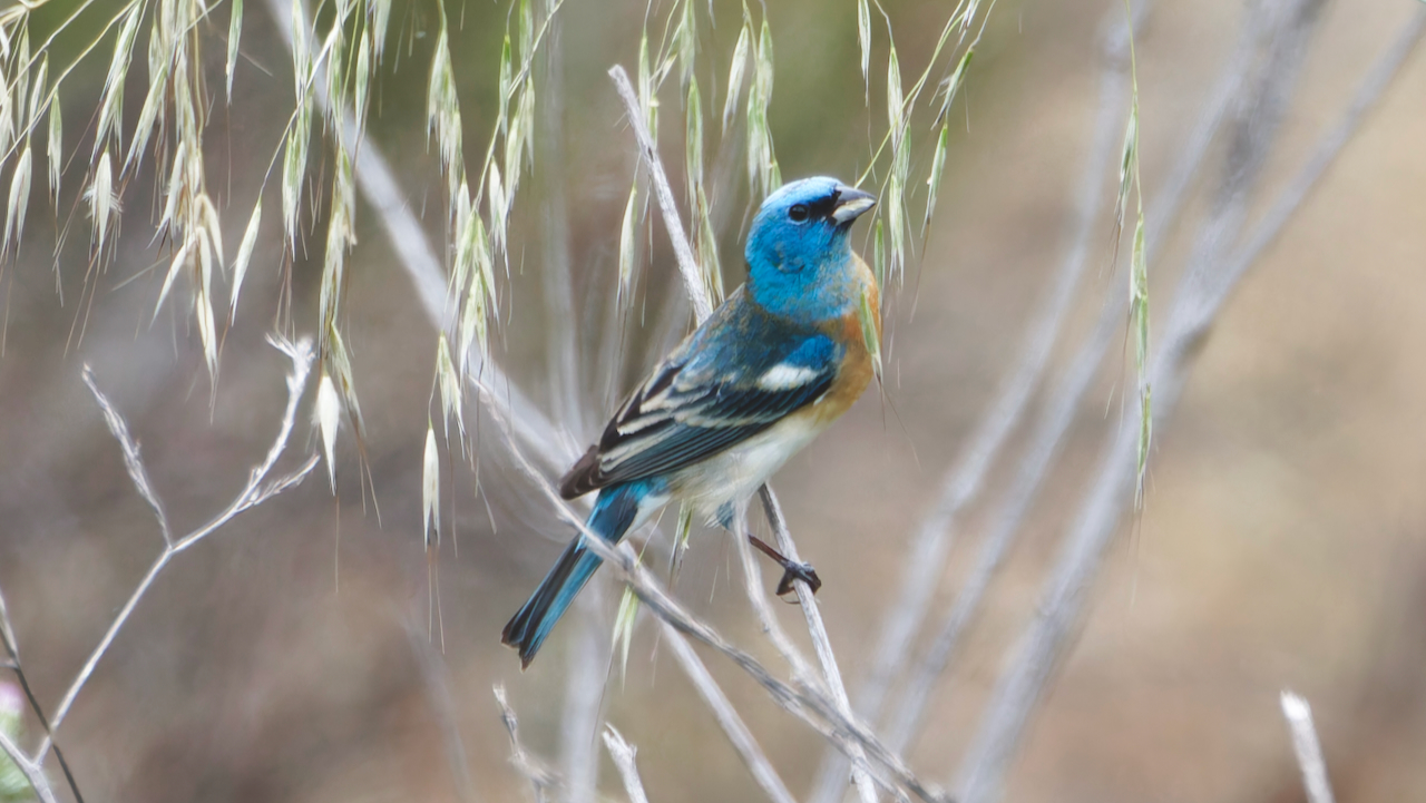 Lazuli Bunting