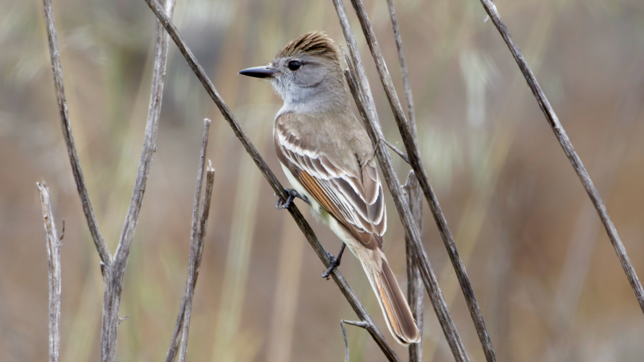 Ash-throated Flycatcher