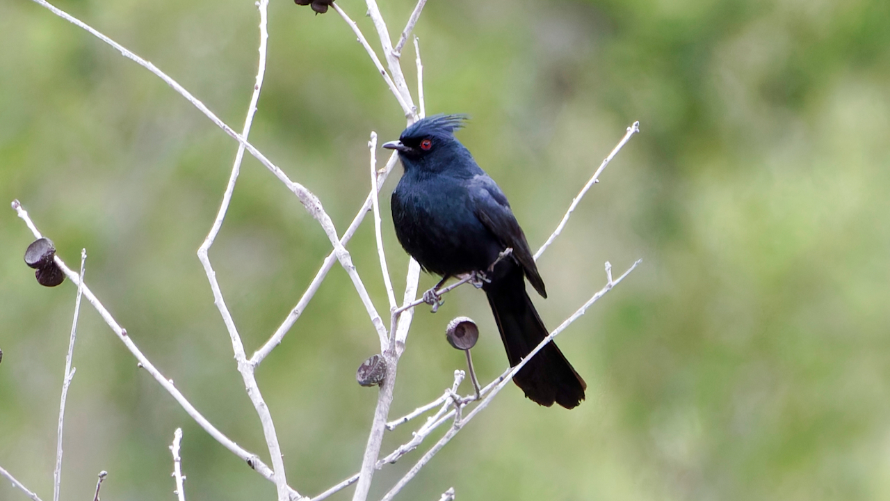 Phainopepla