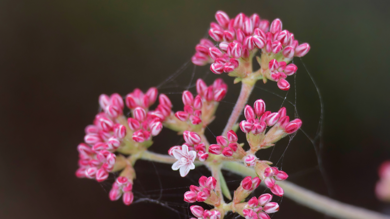 California Buckwheat
