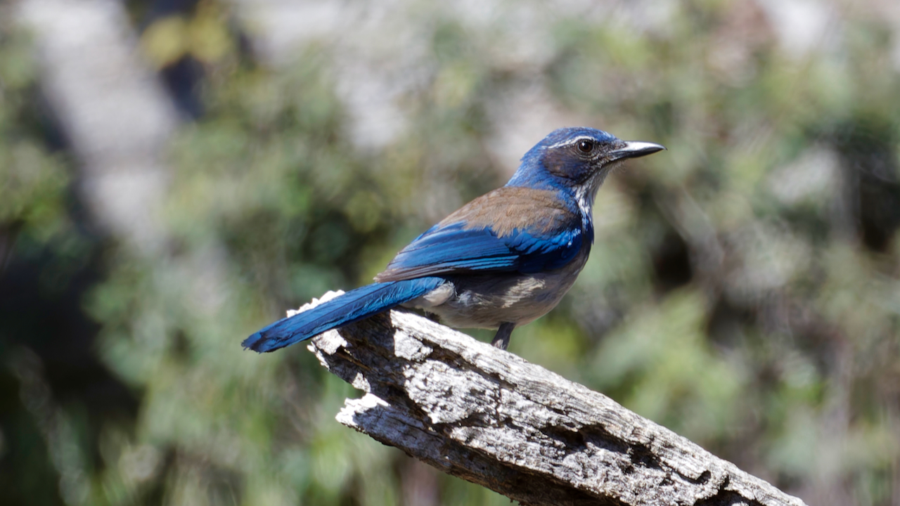 California Scrub-jay