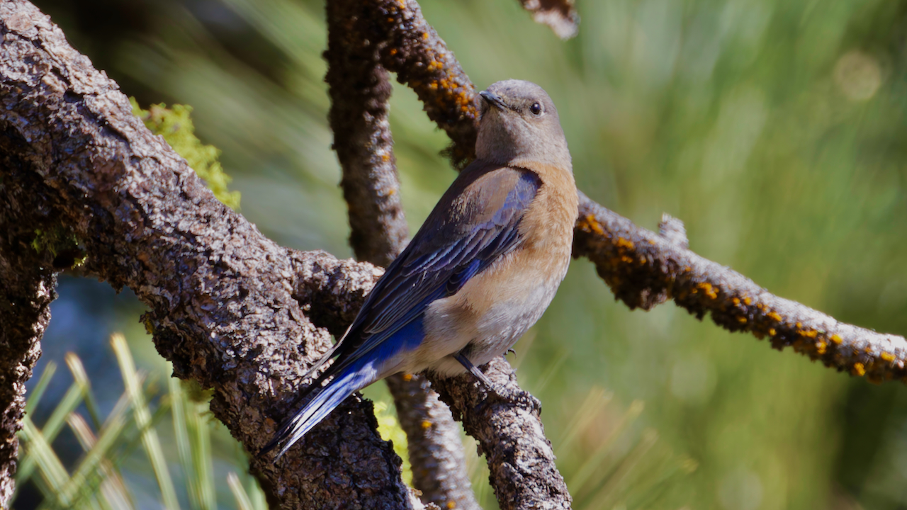 Western Bluebird