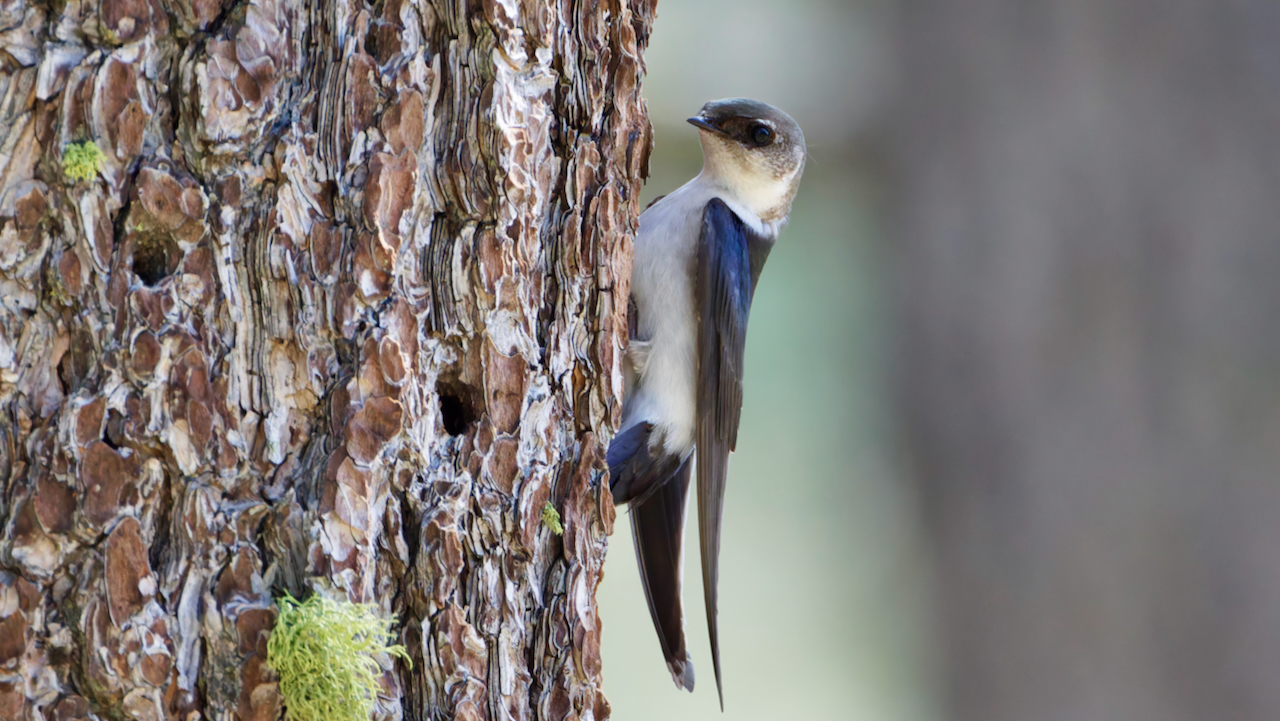 Violet-green Swallow