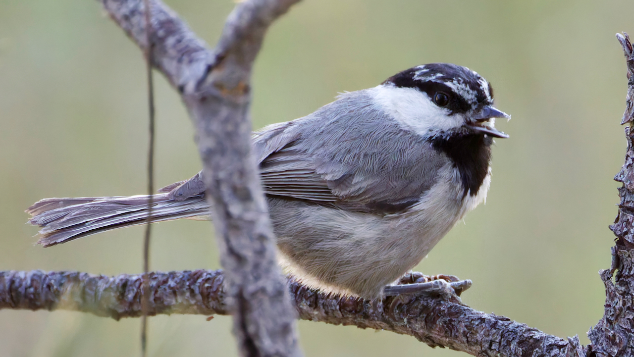 Mountain Chickadee